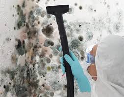 Best Basement Mold Removal  in Enochville, NC